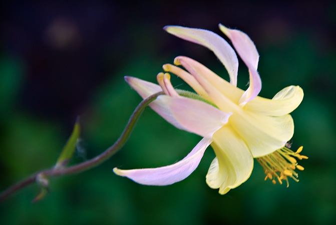 yellow alta columbine